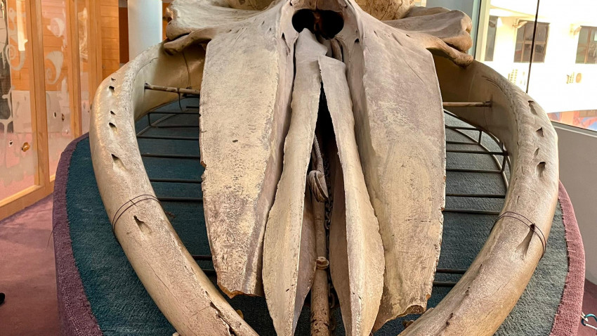 WhatsApp_Image_2025-01-18_at_224947